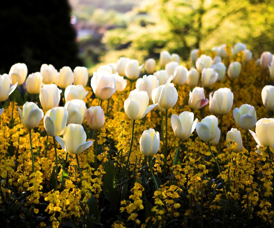 White Tulips Field screenshot #1 960x800