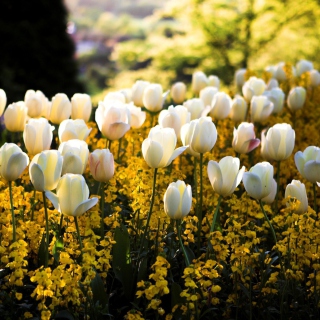 Kostenloses White Tulips Field Wallpaper für iPad mini