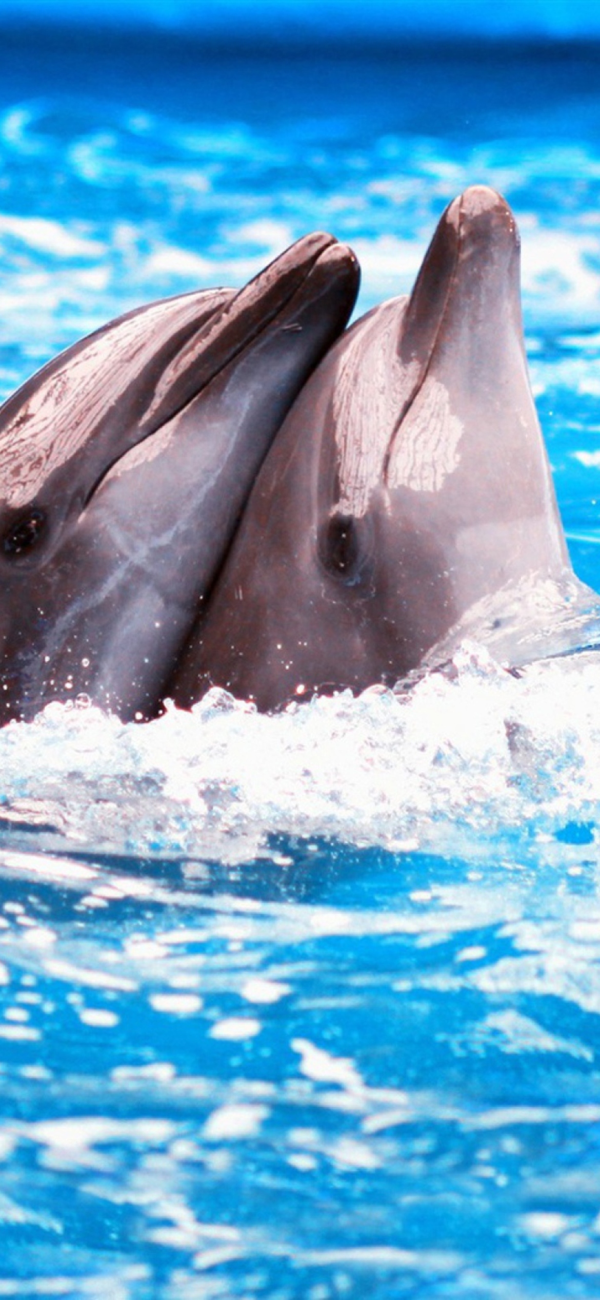 Обои Dolphins Couple 1170x2532