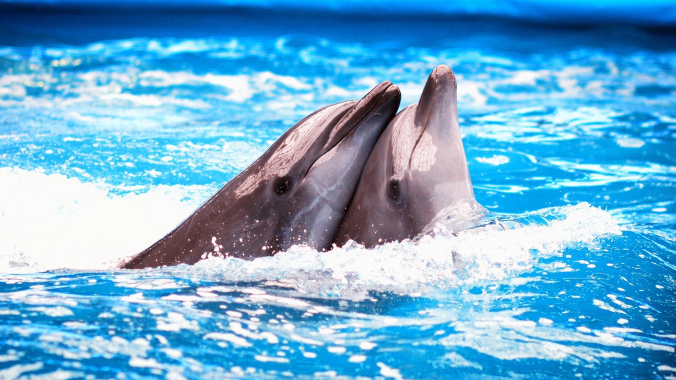 Sfondi Dolphins Couple 1366x768