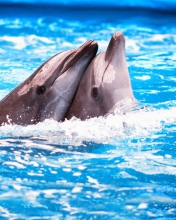 Обои Dolphins Couple 176x220