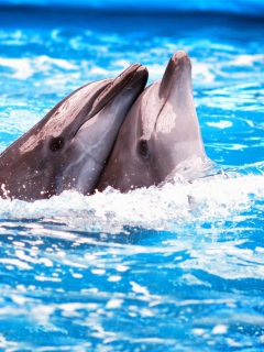 Dolphins Couple wallpaper 240x320