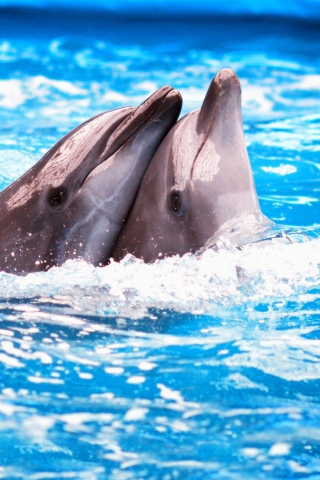 Fondo de pantalla Dolphins Couple 320x480