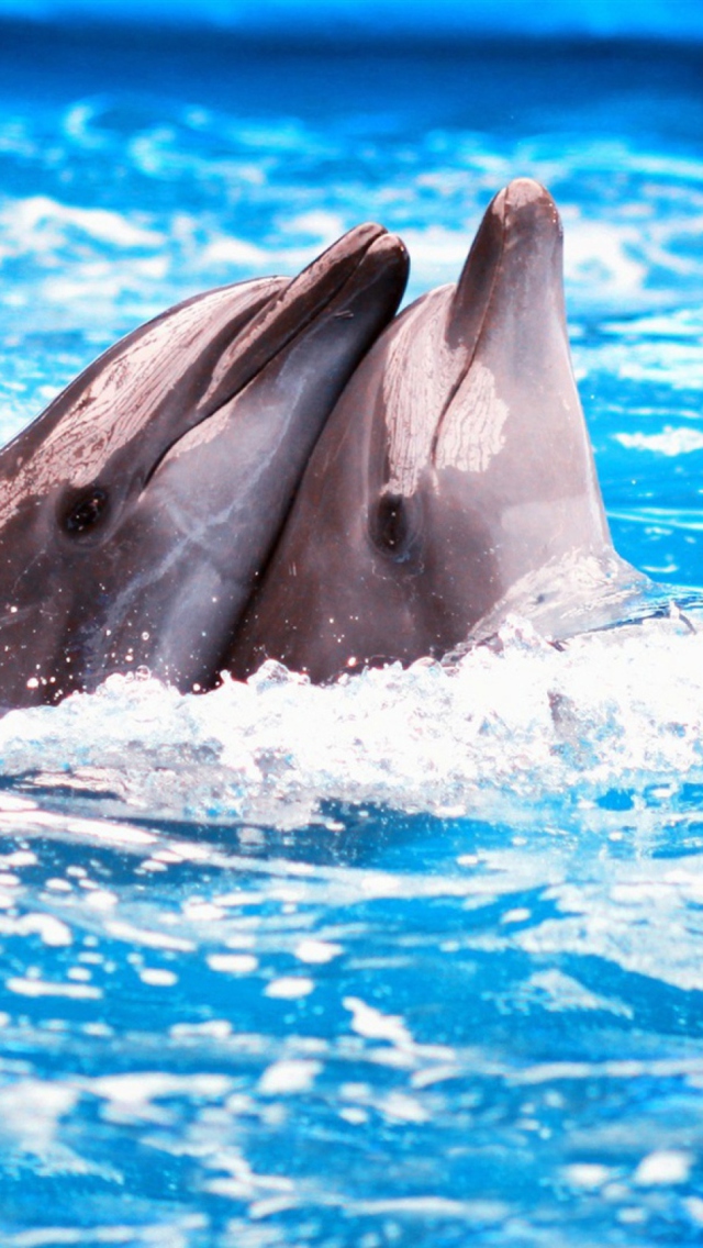 Обои Dolphins Couple 640x1136