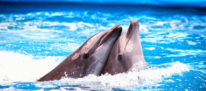 Sfondi Dolphins Couple 720x320