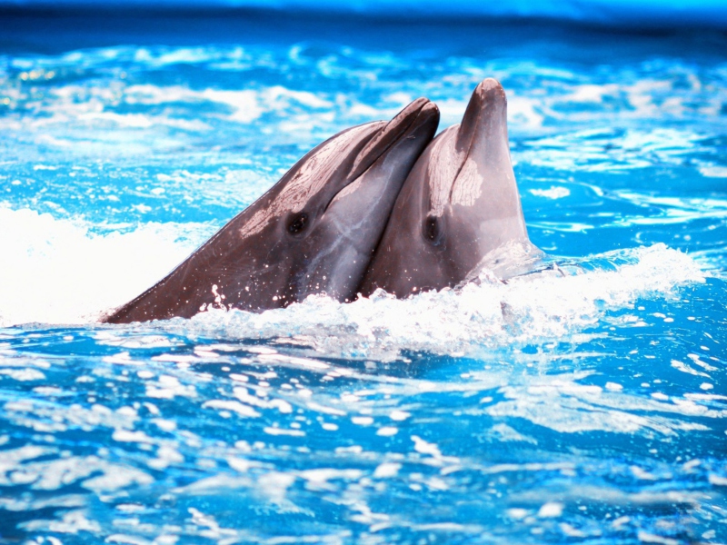 Dolphins Couple screenshot #1 800x600