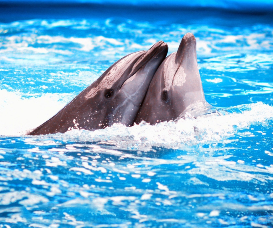 Dolphins Couple wallpaper 960x800