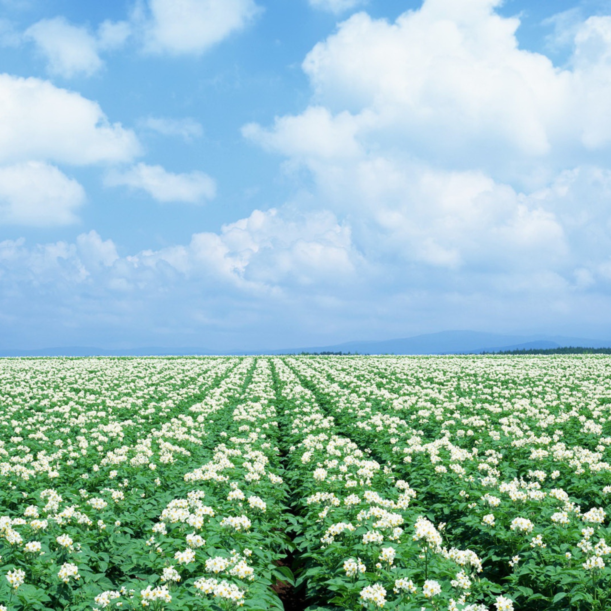 Potato Field wallpaper 2048x2048