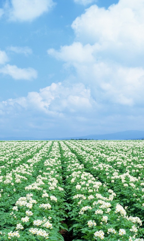 Das Potato Field Wallpaper 480x800