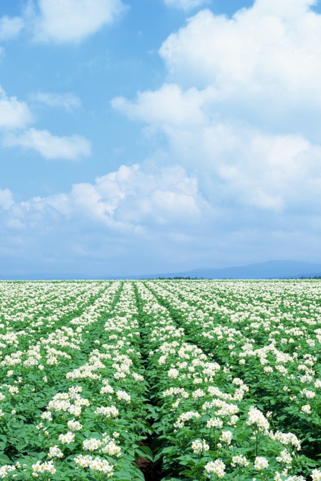 Screenshot №1 pro téma Potato Field 640x960