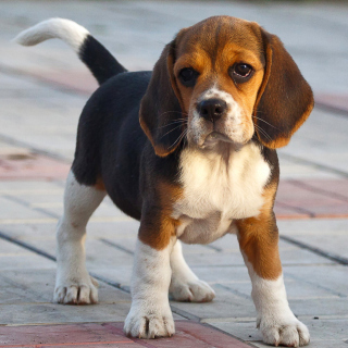 Beagle sfondi gratuiti per 1024x1024