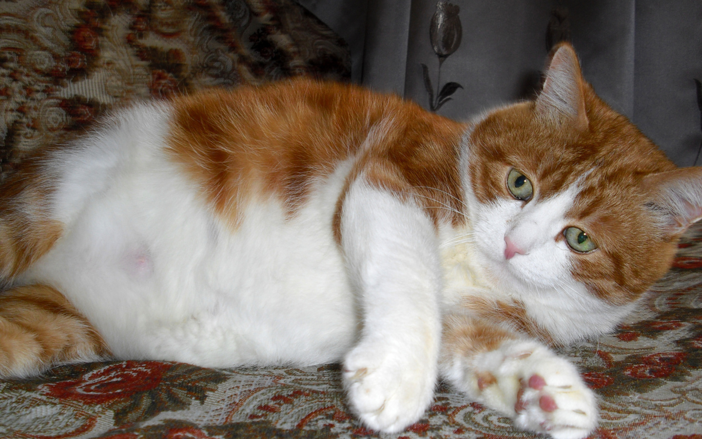 Sfondi Ginger Cat Friend 1440x900