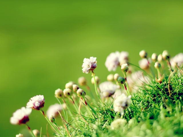 Anglesey Flowers screenshot #1 640x480