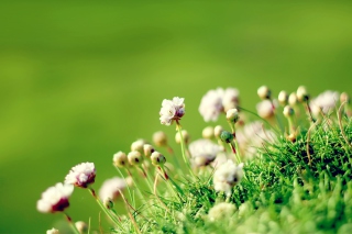 Anglesey Flowers sfondi gratuiti per cellulari Android, iPhone, iPad e desktop
