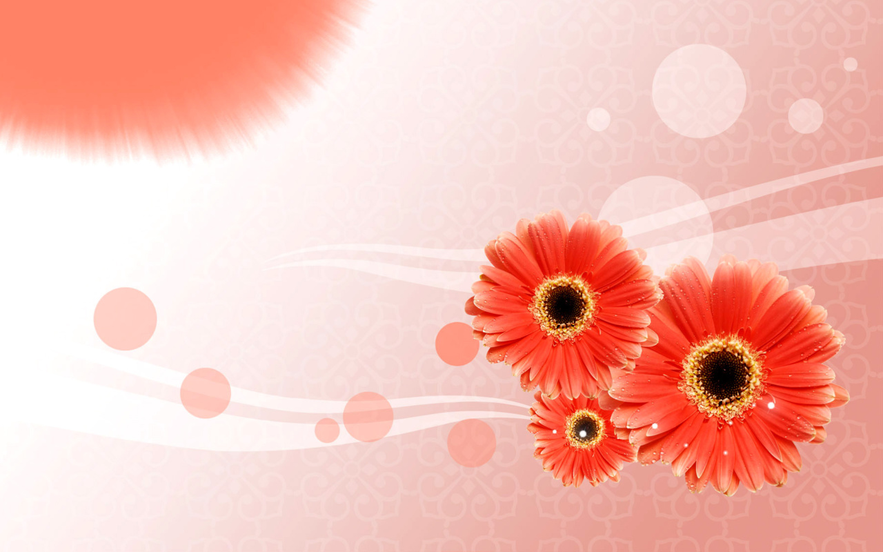 Card with gerberas wallpaper 1280x800