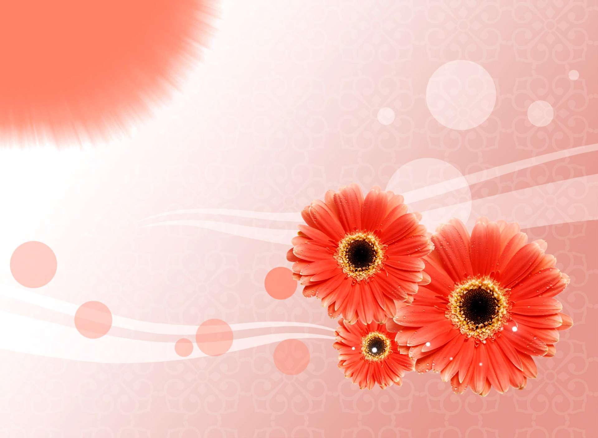 Fondo de pantalla Card with gerberas 1920x1408