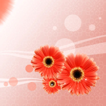 Das Card with gerberas Wallpaper 208x208