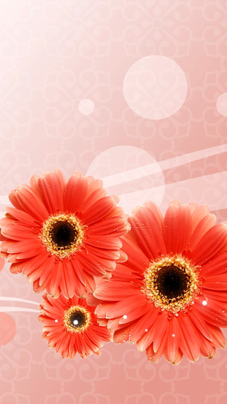 Обои Card with gerberas 750x1334