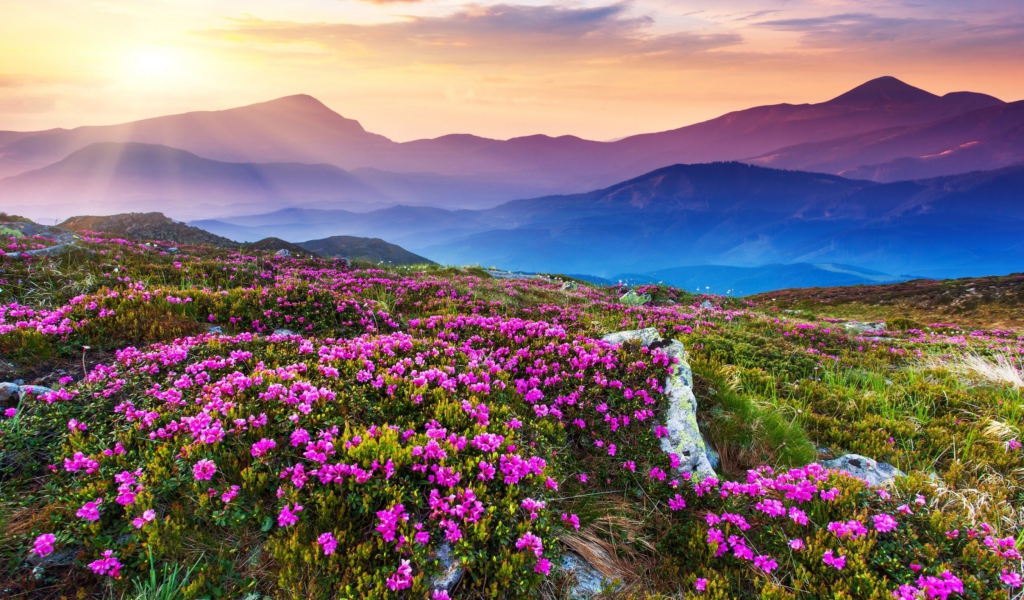 Fondo de pantalla Purple Flower Landscape 1024x600