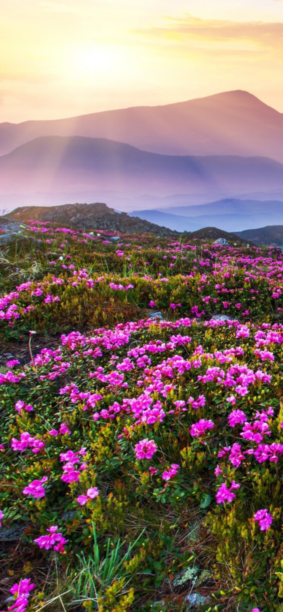 Purple Flower Landscape wallpaper 1170x2532