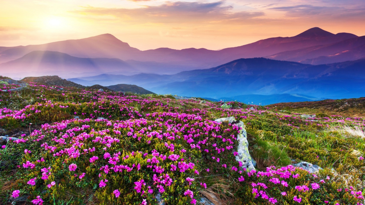 Purple Flower Landscape wallpaper 1280x720