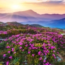 Fondo de pantalla Purple Flower Landscape 128x128