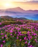 Das Purple Flower Landscape Wallpaper 128x160