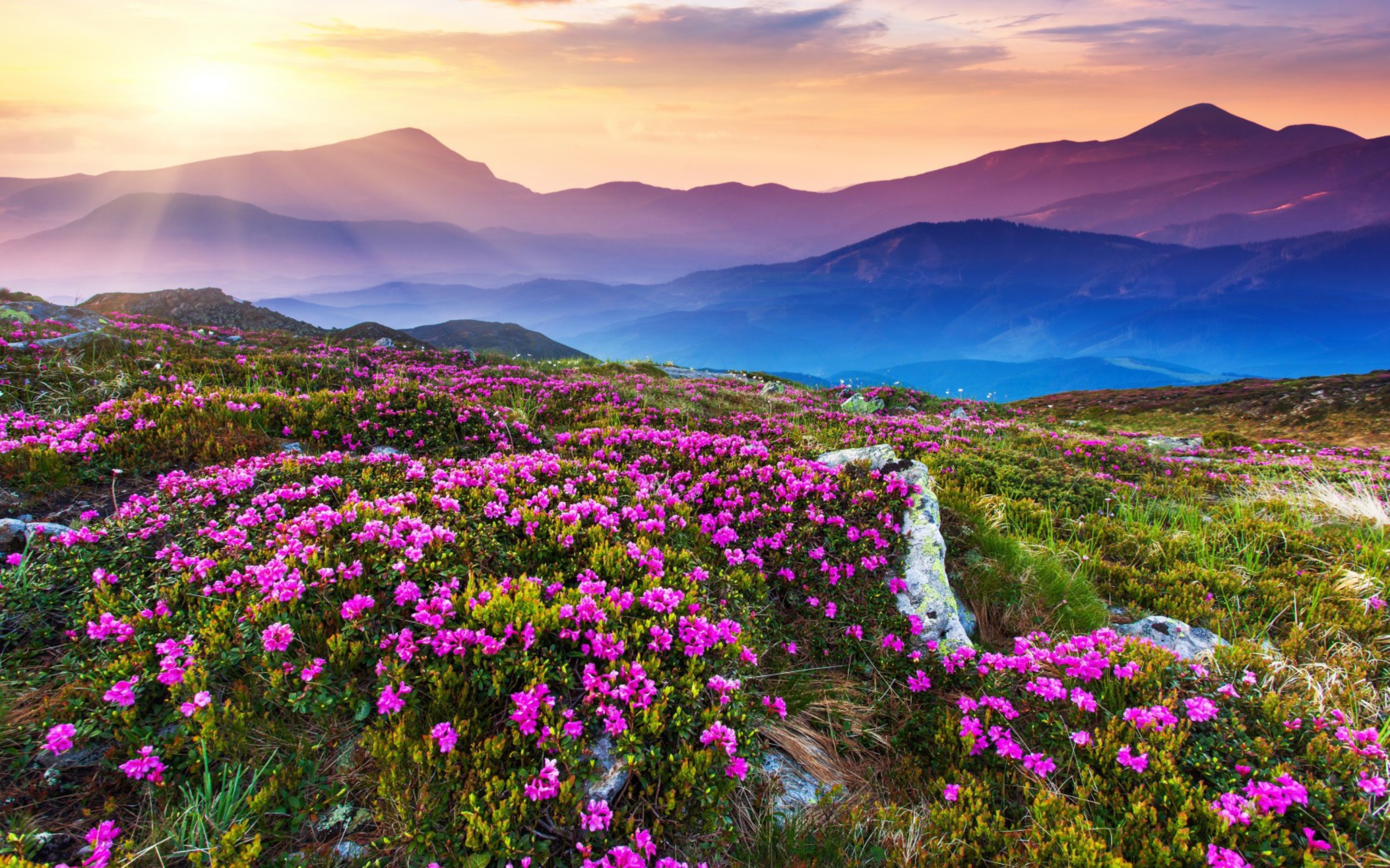 Purple Flower Landscape wallpaper 2560x1600