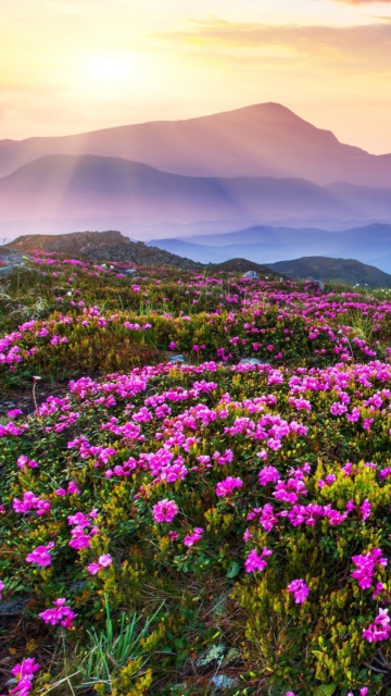 Fondo de pantalla Purple Flower Landscape 360x640
