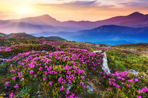 Das Purple Flower Landscape Wallpaper 480x320