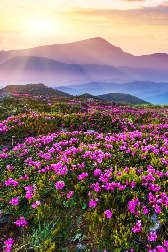 Purple Flower Landscape wallpaper 640x960