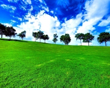 Das Green Landscape Wallpaper 220x176