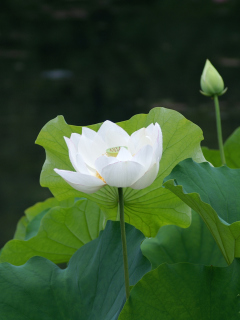 Das White Water Lily Wallpaper 240x320