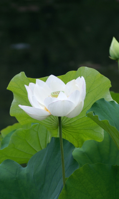 Fondo de pantalla White Water Lily 240x400