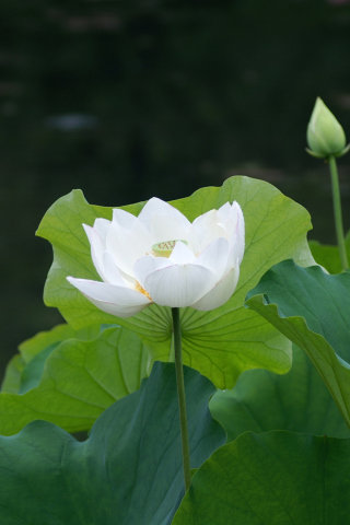 Das White Water Lily Wallpaper 320x480