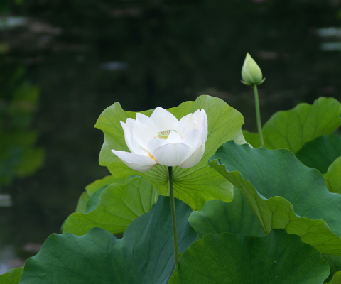 Обои White Water Lily 480x400