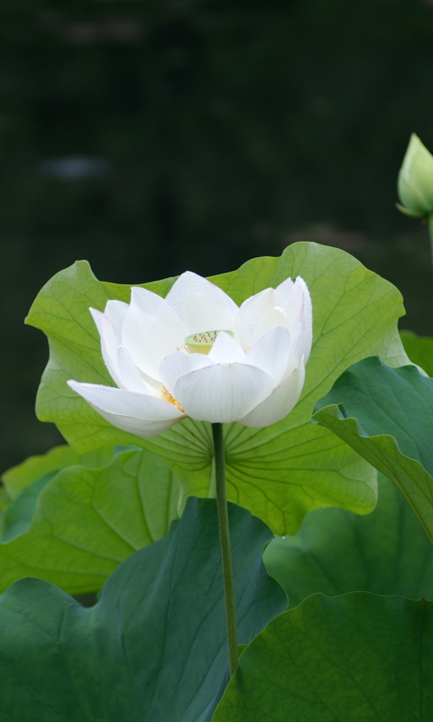 White Water Lily wallpaper 480x800