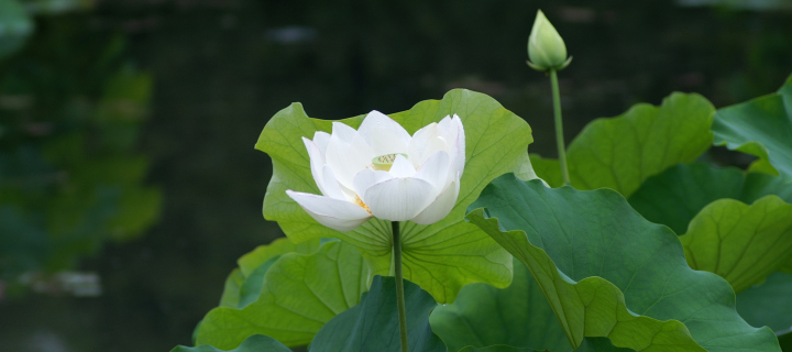 Sfondi White Water Lily 720x320