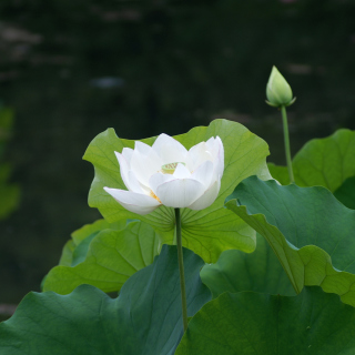 Kostenloses White Water Lily Wallpaper für iPad mini