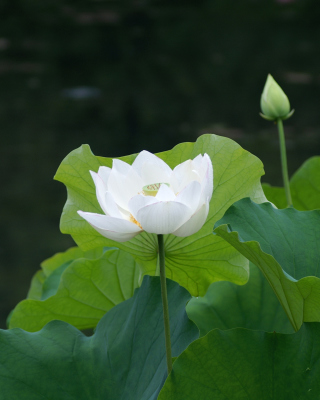 White Water Lily Background for 240x320