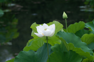 Free White Water Lily Picture for Samsung Galaxy Ace 3
