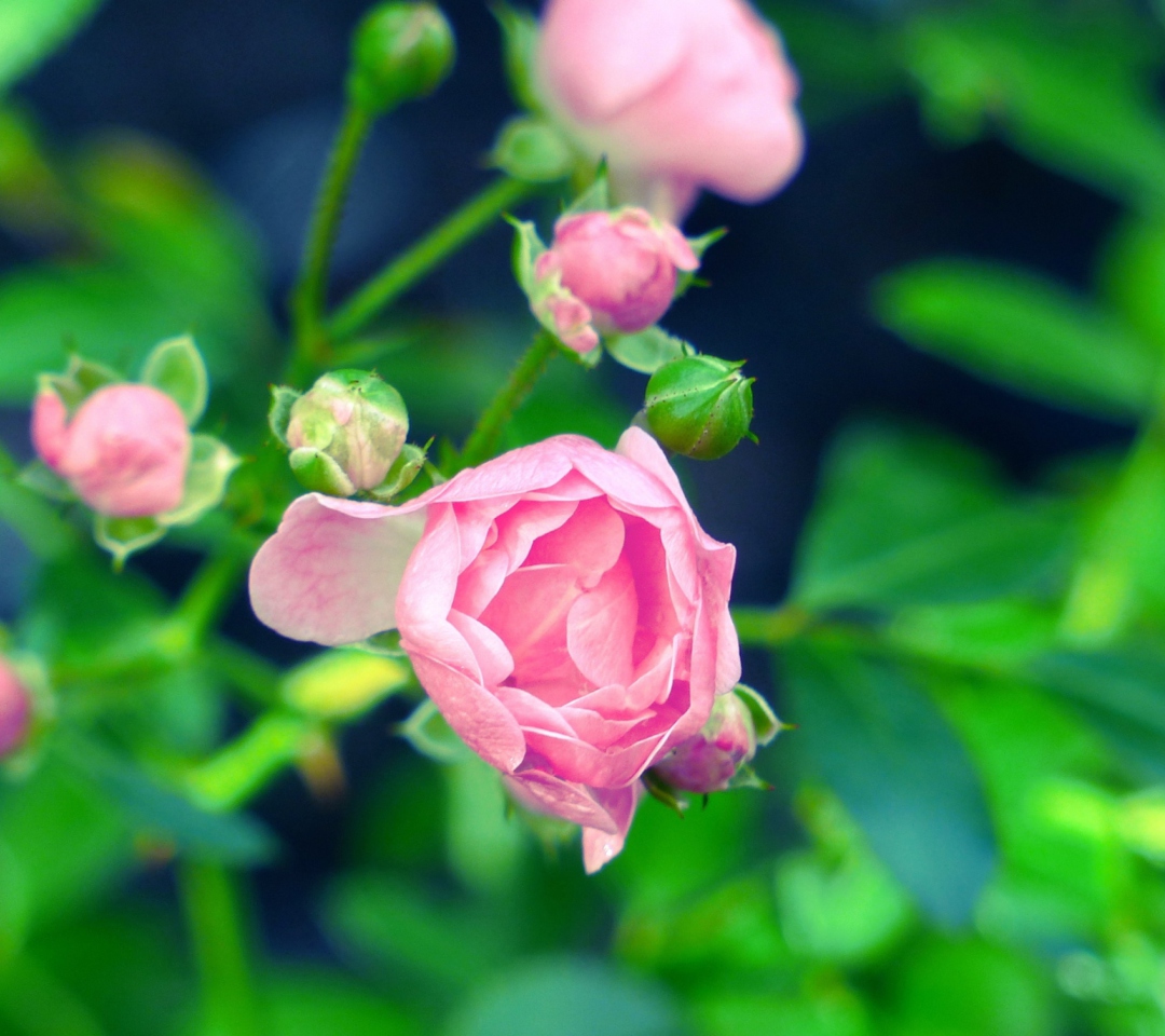 Screenshot №1 pro téma Gorgeous Pink Rose 1080x960
