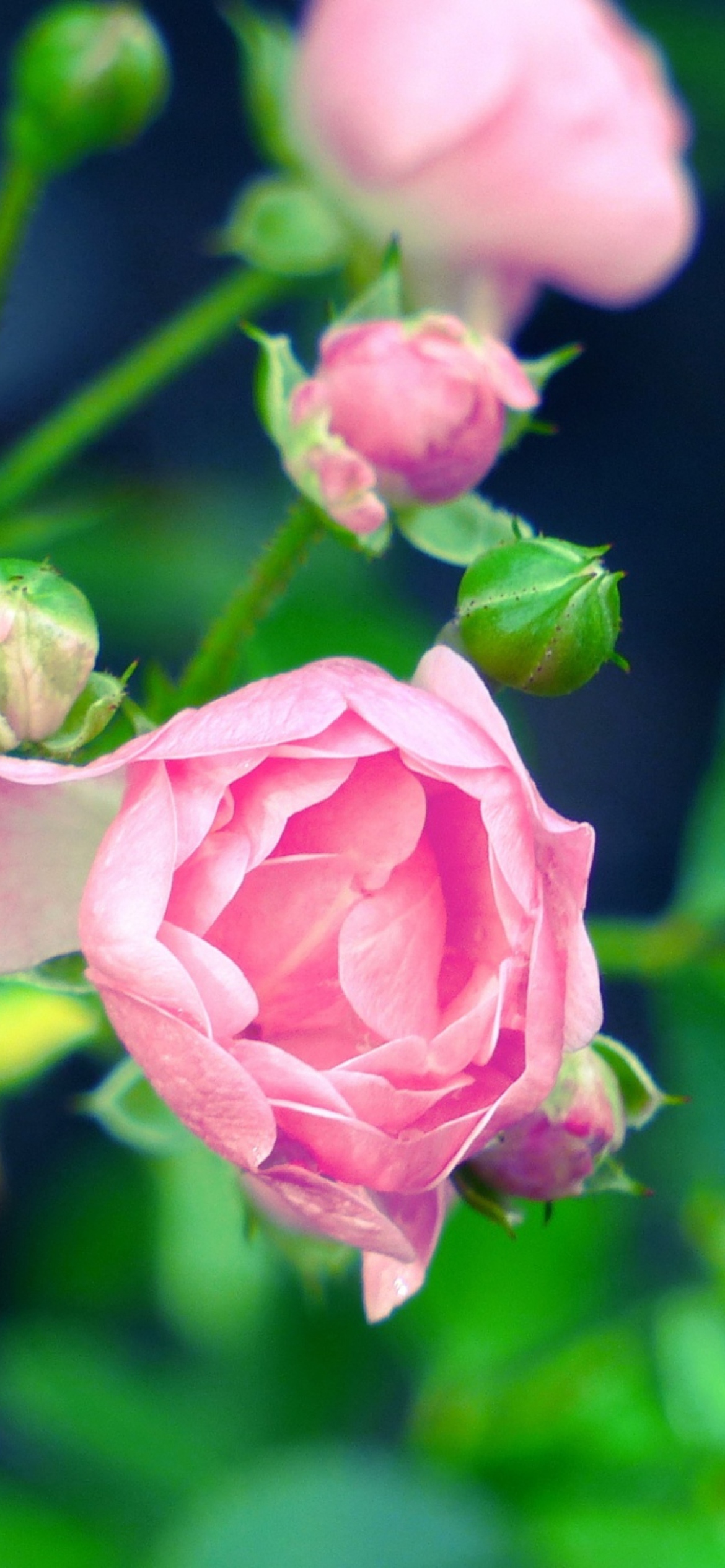 Screenshot №1 pro téma Gorgeous Pink Rose 1170x2532