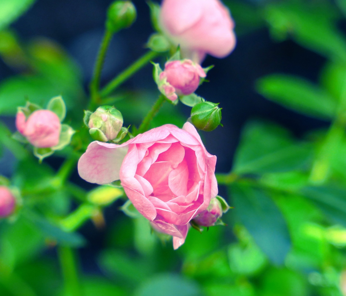Gorgeous Pink Rose screenshot #1 1200x1024