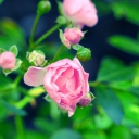 Screenshot №1 pro téma Gorgeous Pink Rose 128x128