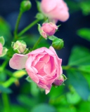 Gorgeous Pink Rose screenshot #1 128x160