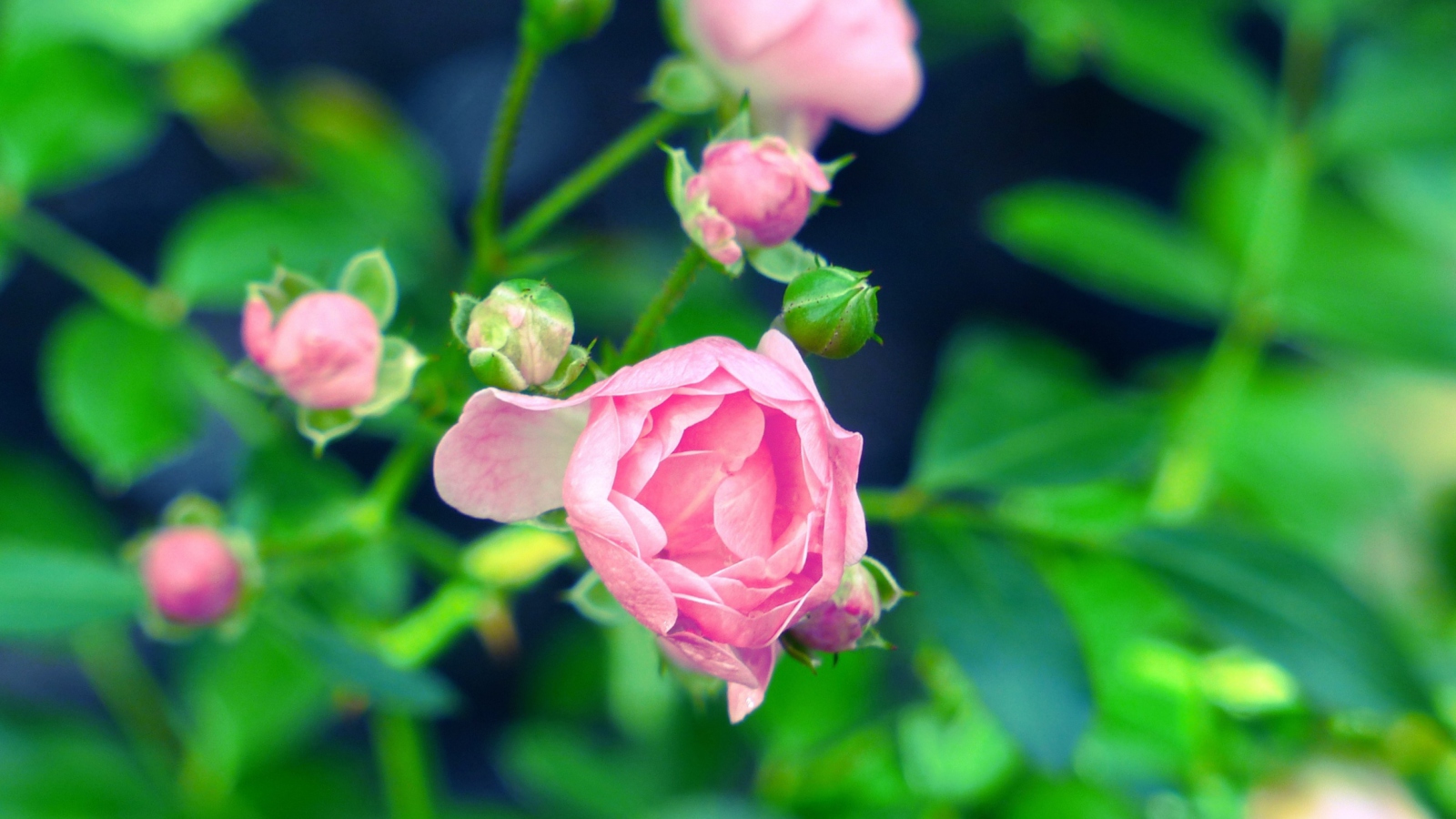 Обои Gorgeous Pink Rose 1600x900
