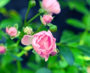 Sfondi Gorgeous Pink Rose 176x144