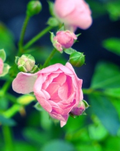 Screenshot №1 pro téma Gorgeous Pink Rose 176x220