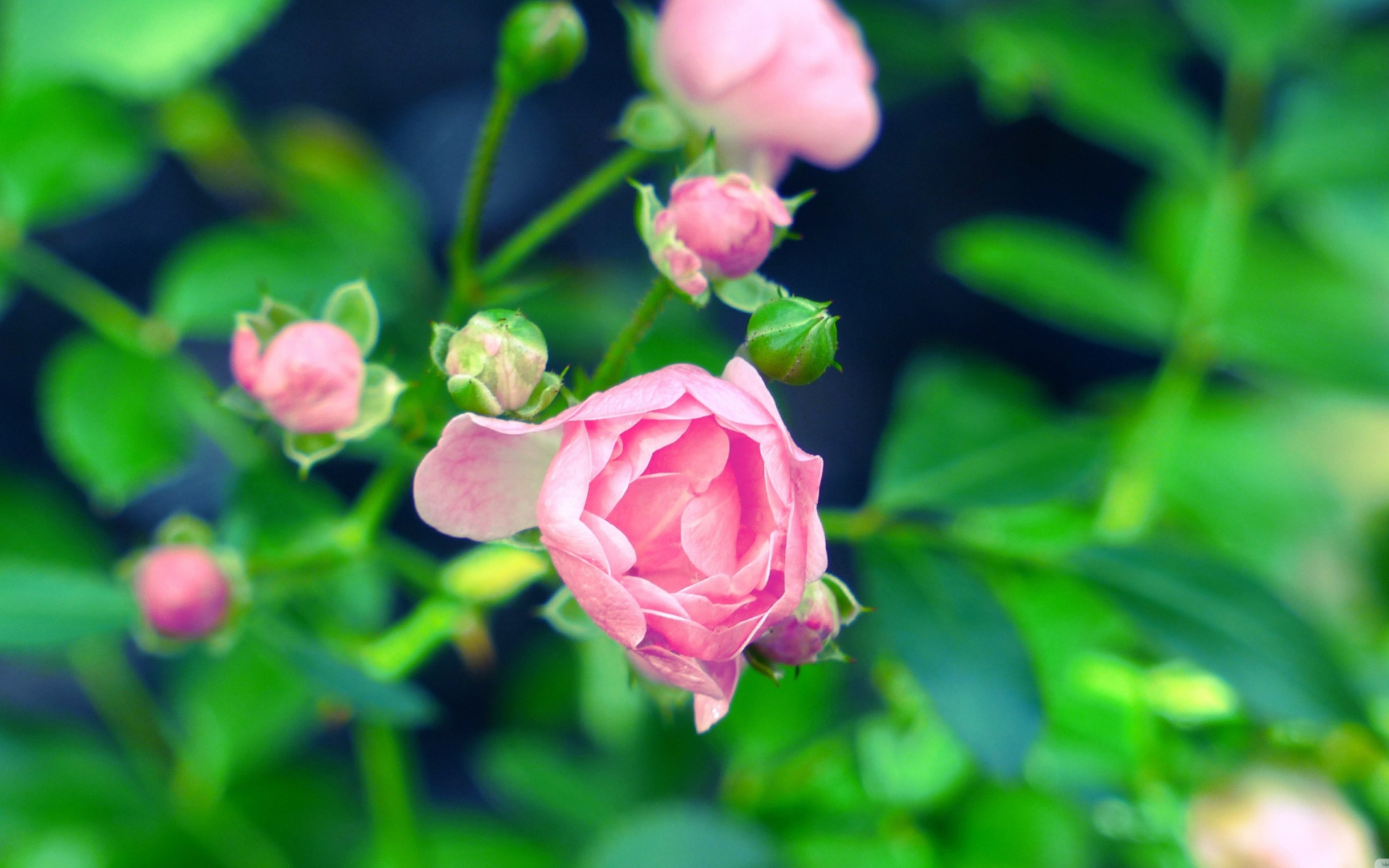 Sfondi Gorgeous Pink Rose 1920x1200